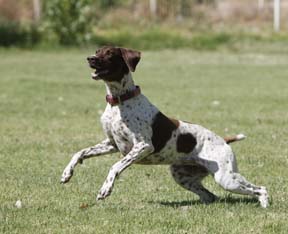 brown and white German shorthair female