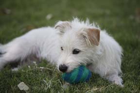 white and tan terrier female